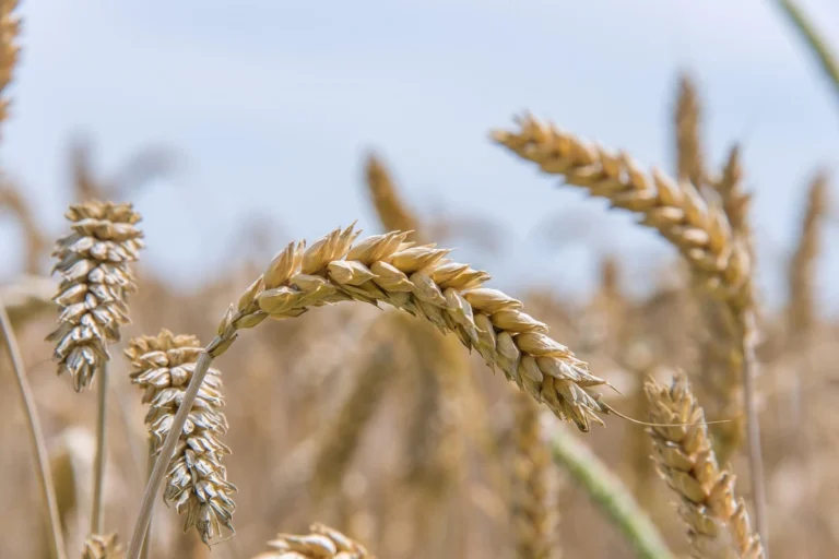 polje pšenice, dorada semena